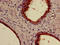 Keratin 18 antibody, A53185-100, Epigentek, Immunohistochemistry paraffin image 