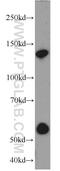 Rubicon Autophagy Regulator antibody, 21444-1-AP, Proteintech Group, Western Blot image 