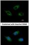 Cell Death Inducing DFFA Like Effector C antibody, PA5-29203, Invitrogen Antibodies, Immunofluorescence image 