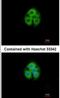 Glycine-N-Acyltransferase Like 1 antibody, NBP1-32600, Novus Biologicals, Immunocytochemistry image 