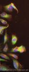 Mechanistic Target Of Rapamycin Kinase antibody, ab2732, Abcam, Immunofluorescence image 
