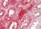 G Protein-Coupled Receptor 180 antibody, orb319086, Biorbyt, Immunohistochemistry paraffin image 