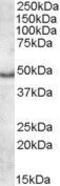 Apolipoprotein L5 antibody, GTX88519, GeneTex, Western Blot image 