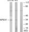 Apurinic/Apyrimidinic Endodeoxyribonuclease 1 antibody, abx013447, Abbexa, Western Blot image 
