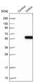 Choline Kinase Alpha antibody, PA5-54995, Invitrogen Antibodies, Western Blot image 