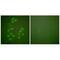 CREB Binding Protein antibody, A00205, Boster Biological Technology, Immunofluorescence image 