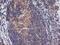 Fibroblast Growth Factor 21 antibody, NBP2-00645, Novus Biologicals, Immunohistochemistry frozen image 