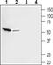 Vesicular glutamate transporter 3 antibody, PA5-77432, Invitrogen Antibodies, Western Blot image 