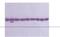 Tubulin alpha-4A chain antibody, NB120-11304, Novus Biologicals, Western Blot image 