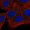 Oxidation Resistance 1 antibody, NBP1-86391, Novus Biologicals, Immunocytochemistry image 