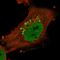 LMX1A antibody, HPA030088, Atlas Antibodies, Immunofluorescence image 