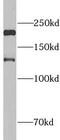 Periplakin antibody, FNab10515, FineTest, Western Blot image 