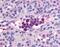 Phosphodiesterase 9A antibody, MBS396073, MyBioSource, Immunohistochemistry frozen image 