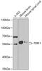 TRF antibody, 19-566, ProSci, Western Blot image 