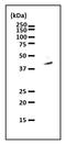 Purine Rich Element Binding Protein A antibody, GTX00901, GeneTex, Immunoprecipitation image 