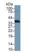 Apolipoprotein E antibody, LS-C292911, Lifespan Biosciences, Western Blot image 