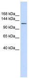 Solute Carrier Family 24 Member 1 antibody, TA333962, Origene, Western Blot image 