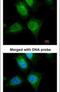 Keratin 19 antibody, PA5-29582, Invitrogen Antibodies, Immunofluorescence image 