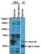 Paired Box 3 antibody, PA1-107, Invitrogen Antibodies, Immunoprecipitation image 