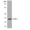 CMRF35-like molecule 1 antibody, LS-C291815, Lifespan Biosciences, Western Blot image 