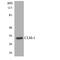 CD300 Molecule Like Family Member F antibody, LS-C291815, Lifespan Biosciences, Western Blot image 