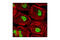 Euchromatic Histone Lysine Methyltransferase 2 antibody, 3306S, Cell Signaling Technology, Immunofluorescence image 