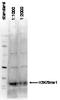 Histone H3 antibody, TA347169, Origene, Western Blot image 