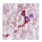 Complexin 2 antibody, NBP1-57001, Novus Biologicals, Immunohistochemistry paraffin image 