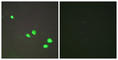 Chromodomain Helicase DNA Binding Protein 4 antibody, abx013608, Abbexa, Western Blot image 