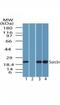 Sorcin antibody, NBP2-24479, Novus Biologicals, Western Blot image 