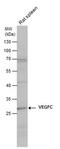 Vascular Endothelial Growth Factor C antibody, PA5-29772, Invitrogen Antibodies, Western Blot image 