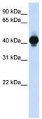 N-arachidonyl glycine receptor antibody, TA330385, Origene, Western Blot image 