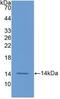 Coagulation Factor VII antibody, MBS2025838, MyBioSource, Western Blot image 