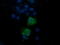 Trafficking Protein Particle Complex 4 antibody, LS-C174413, Lifespan Biosciences, Immunofluorescence image 