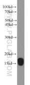 NADH:Ubiquinone Oxidoreductase Subunit A13 antibody, 10986-1-AP, Proteintech Group, Western Blot image 