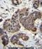 Golgi Transport 1B antibody, abx027206, Abbexa, Immunohistochemistry paraffin image 