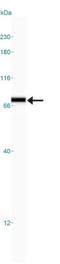 Heterogeneous Nuclear Ribonucleoprotein M antibody, NB200-315, Novus Biologicals, Western Blot image 