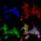 Ankyrin-3 antibody, 56519, QED Bioscience, Immunocytochemistry image 