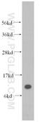 SEC61 Translocon Beta Subunit antibody, 14846-1-AP, Proteintech Group, Western Blot image 