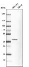 Microtubule Associated Protein RP/EB Family Member 2 antibody, PA5-53484, Invitrogen Antibodies, Western Blot image 