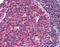 C-C Motif Chemokine Receptor 5 (Gene/Pseudogene) antibody, 51-348, ProSci, Immunohistochemistry frozen image 