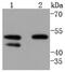 Cyclin A2 antibody, NBP2-67813, Novus Biologicals, Western Blot image 