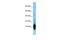 Neurogranin antibody, PA5-68622, Invitrogen Antibodies, Western Blot image 