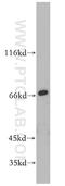 RAN Binding Protein 10 antibody, 21107-1-AP, Proteintech Group, Western Blot image 