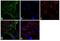 Tubulin alpha-4A chain antibody, PA1-38814, Invitrogen Antibodies, Immunofluorescence image 