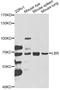 Lamin B Receptor antibody, STJ27421, St John
