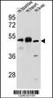 BTB Domain Containing 17 antibody, 55-953, ProSci, Western Blot image 