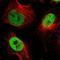 Nuclear Factor I X antibody, NBP2-58904, Novus Biologicals, Immunofluorescence image 
