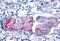Glutamate Metabotropic Receptor 8 antibody, NLS925, Novus Biologicals, Immunohistochemistry paraffin image 
