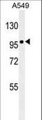 Zinc Finger E-Box Binding Homeobox 1 antibody, LS-C160767, Lifespan Biosciences, Western Blot image 